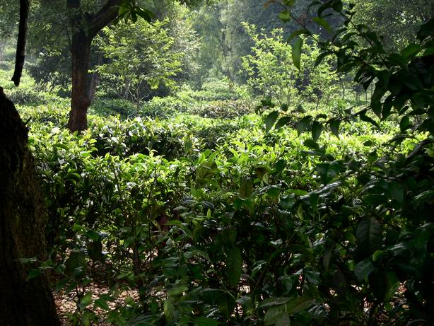 �������Y