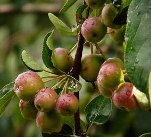 �������Y