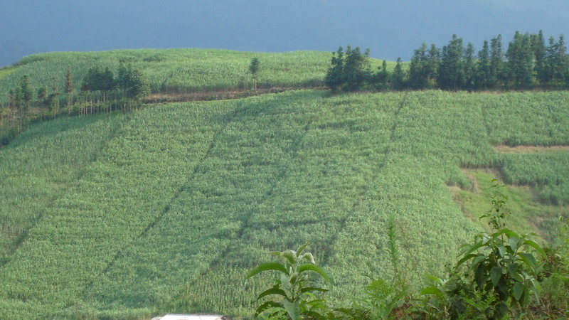 �������Y