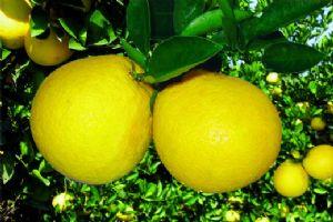 �������Y